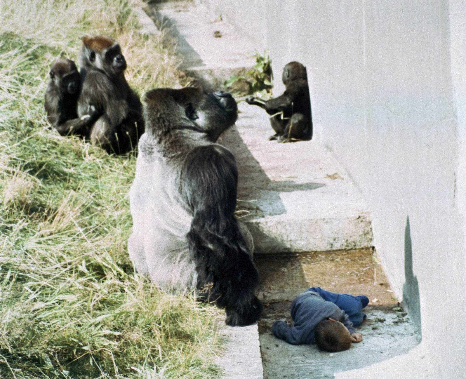 1986: Hero Gorilla Jambo